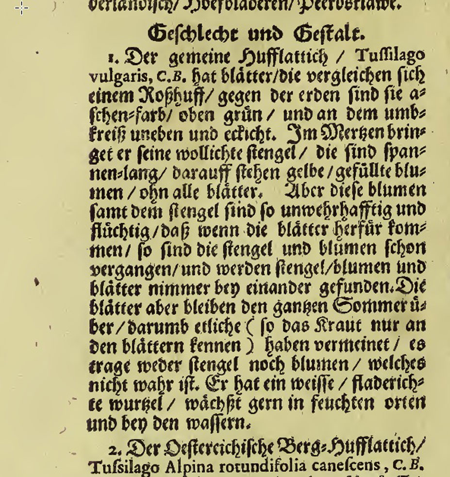 Huflattich-Theatrum_Botanic