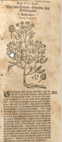 2019_07_23_21_16_06_Neu_vollkommen_Kräuter_buch_Steinklee namen