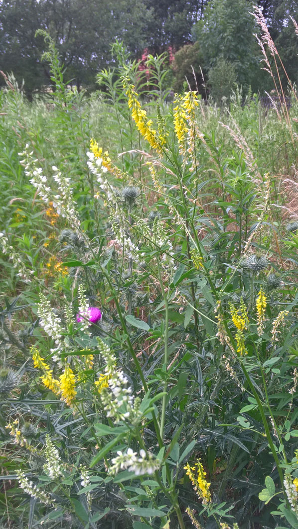 WP_20190711_18_02_59_Pro