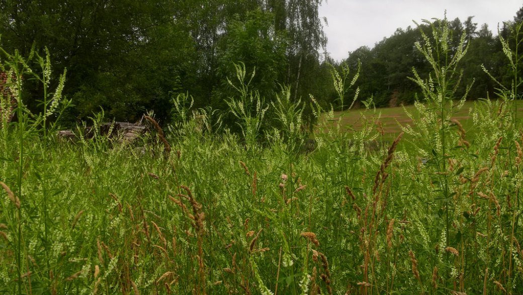 WP_20190711_18_09_19_Pro